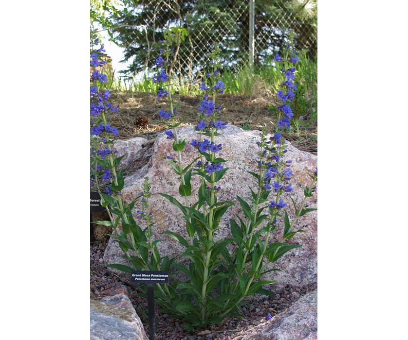 Grand Mesa Beardtongue